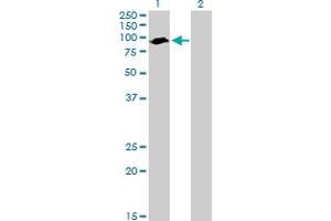 Western Blot analysis of ARNTL expression in transfected 293T cell line by ARNTL MaxPab polyclonal antibody. (ARNTL anticorps  (AA 1-625))