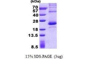 Figure annotation denotes ug of protein loaded and % gel used. (LITAF Protéine)