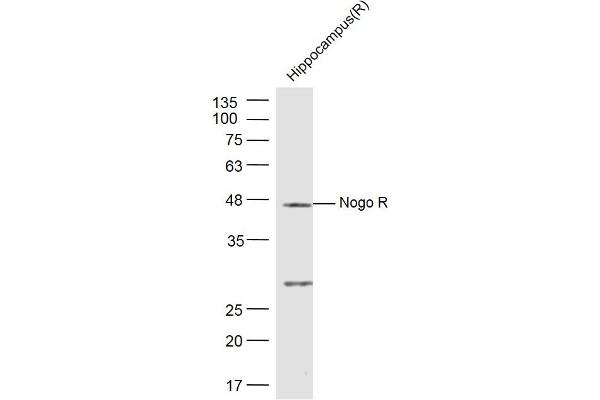 RTN4R anticorps  (AA 151-350)