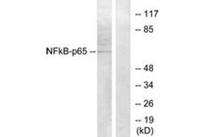 Western Blotting (WB) image for anti-Nuclear Factor-kB p65 (NFkBP65) (AA 221-270) antibody (ABIN2889039) (NF-kB p65 anticorps  (AA 221-270))