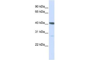 DNAJB11 antibody used at 1 ug/ml to detect target protein. (DNAJB11 anticorps)