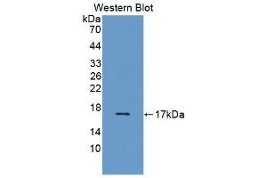 Detection of Recombinant VEGFB, Bovine using Polyclonal Antibody to Vascular Endothelial Growth Factor B (VEGFB) (VEGFB anticorps  (AA 22-137))