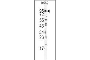 Western blot analysis of Mouse TLR6 Antibody in K562 cell line lysates (35ug/lane) (TLR6 anticorps  (C-Term))