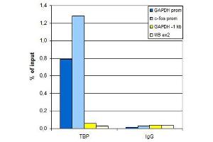 Chip of TBP Chromatin Immunoprecipitation was performed with 5 µg of anti-TBP antibody on sheared chromatin from 1 million HeLaS3 cells on the IP-Star automated system. (TBP anticorps  (N-Term))