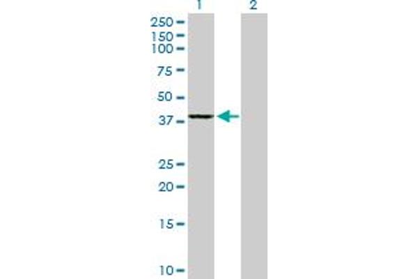 GMPR2 anticorps  (AA 1-348)