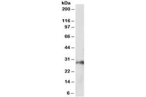 Western blot testing of pig kidney lysate with HOXA5 antibody at 1ug/ml. (HOXA5 anticorps)