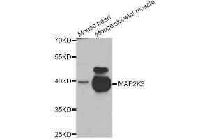 Western blot analysis of extracts of mouse heart and mouse skeletal cell lines, using MAP2K3 antibody. (MAP2K3 anticorps)