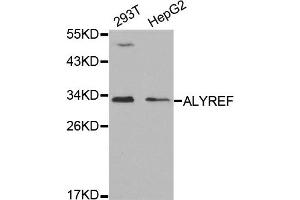 Western Blotting (WB) image for anti-THO Complex 4 (THOC4) antibody (ABIN1877039) (THO Complex 4 anticorps)