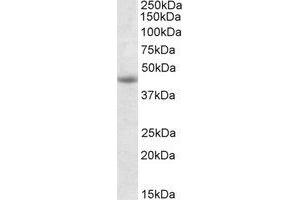 Western Blotting (WB) image for anti-GNAS Complex Locus (GNAS) (Internal Region) antibody (ABIN2464676) (GNAS anticorps  (Internal Region))