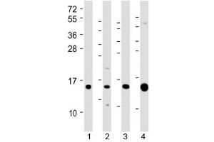 Western blot testing of 1) human kidney, 2) human Caki-1 (kidney-derived), 3) mouse Renca (kidney-derived) and 4) mouse kidney lysate with ATP6V1G3 antibody at 1:2000. (ATP6V1G3i anticorps  (AA 15-49))