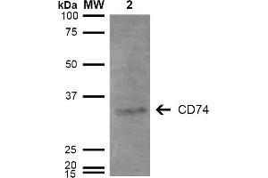 Western Blot analysis of Human Lymphoblastoid cell line (Raji) showing detection of 33-35 kDa CD74 protein using Mouse Anti-CD74 Monoclonal Antibody, Clone 3D7 . (CD74 anticorps  (Atto 390))