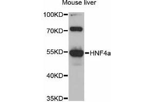 Western blot analysis of extracts of mouse liver, using HNF4a antibody (ABIN5997914) at 1/1000 dilution. (HNF4A anticorps)