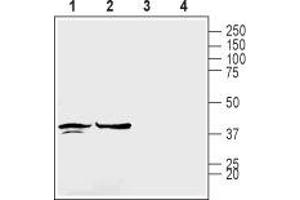 Western blot analysis of rat brain membranes (lanes 1 and 3) and mouse brain lysates (lanes 2 and 4): - 1,2. (GJC1 anticorps  (Intracellular))