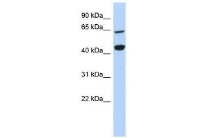 RFC4 antibody used at 1 ug/ml to detect target protein. (RFC4 anticorps)