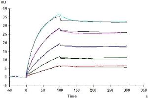 Surface Plasmon Resonance (SPR) image for Klotho beta (KLB) protein (His tag) (ABIN7275092)