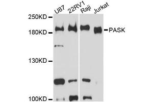 Western blot analysis of extracts of various cell lines, using PASK antibody. (PASK anticorps)