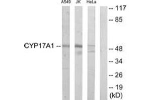 Western Blotting (WB) image for anti-Cytochrome P450, Family 17, Subfamily A, Polypeptide 1 (CYP17A1) (AA 221-270) antibody (ABIN2889934) (CYP17A1 anticorps  (AA 221-270))