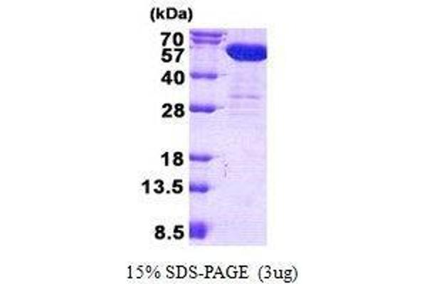 CNDP2 Protéine