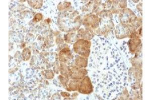 IHC testing of FFPE human pancreas with VLDL Receptor antibody (clone VLDLR/1337). (VLDLR anticorps  (C-Term))