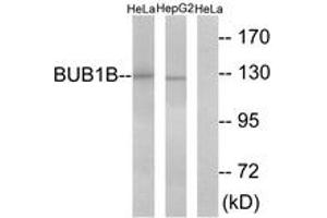 Western Blotting (WB) image for anti-Budding Uninhibited By Benzimidazoles 1 Homolog beta (Yeast) (BUB1B) (AA 341-390) antibody (ABIN2889335) (BUB1B anticorps  (AA 341-390))