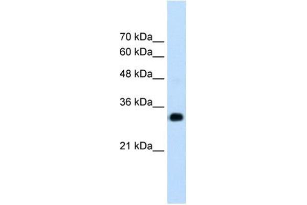 RNF121 anticorps  (N-Term)