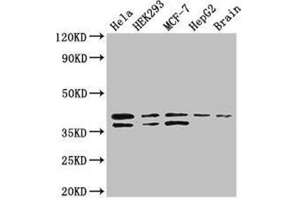 BUB3 anticorps  (AA 6-217)