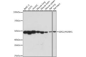 Western blot analysis of extracts of various cell lines, using EDG1/HEXIM1 Rabbit mAb (ABIN1682759, ABIN3018391, ABIN3018392 and ABIN7101606) at 1:1000 dilution. (S1PR1 anticorps)