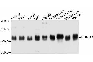 Western blot analysis of extracts of various cell lines, using DNAJA1 antibody (ABIN4903491) at 1:3000 dilution. (DNAJA1 anticorps)
