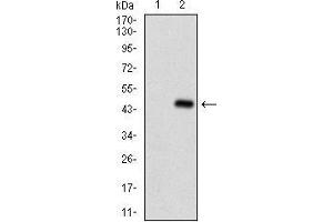 Western Blotting (WB) image for anti-Serpin Family A Member 7 (SERPINA7) (AA 168-302) antibody (ABIN1724894)