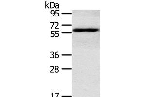 Western Blot analysis of TM4 cell using RORA Polyclonal Antibody at dilution of 1:400 (RORA anticorps)