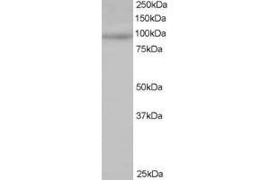 ABIN184758 staining (0. (MAP4K1 anticorps  (N-Term))