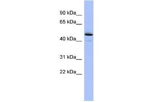 WB Suggested Anti-PCOLCE Antibody Titration: 0. (PCOLCE anticorps  (Middle Region))