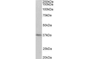 ABIN2564722 (2µg/ml) staining of HeLa lysate (35µg protein in RIPA buffer). (PRMT2 anticorps  (Internal Region))