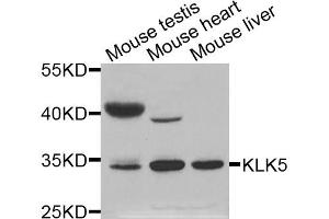 Western blot analysis of extracts of various cell lines, using KLK5 antibody (ABIN5971539) at 1:400 dilution. (Kallikrein 5 anticorps)