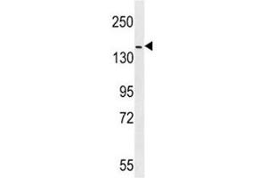 ERBB4 antibody western blot analysis in mouse NIH3T3 lysate (ERBB4 anticorps  (AA 1141-1166))