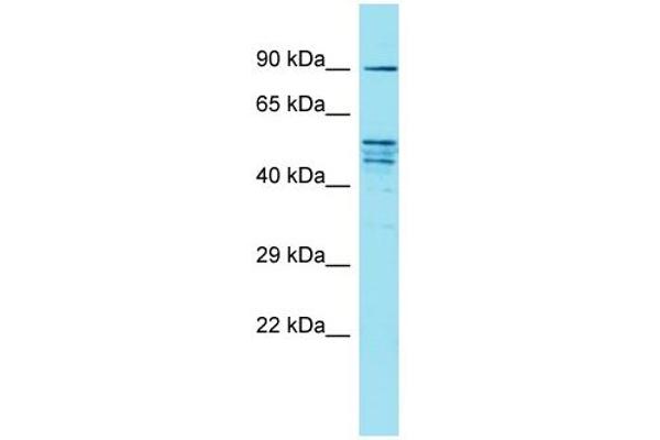 FAM171A2 anticorps  (C-Term)
