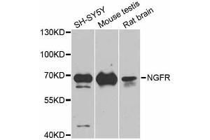 Western blot analysis of extracts of various cell lines, using NGFR antibody. (NGFR anticorps)