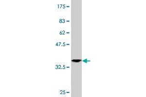 Western Blot detection against Immunogen (36. (TRIM52 anticorps  (AA 201-297))