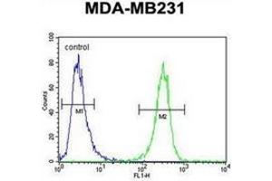 Flow cytometric analysis of MDA-MB231 cells using HFM1 Antibody (C-term) Cat. (HFM1 anticorps  (C-Term))