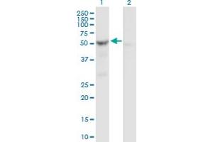 Lane 1: SHMT2 transfected lysate ( 56. (SHMT2 293T Cell Transient Overexpression Lysate(Denatured))