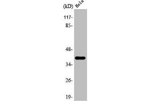 Western Blot analysis of Hela cells using 3β-HSD7 Polyclonal Antibody (HSD3B7 anticorps  (Internal Region))