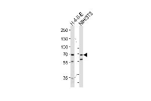 Western blot analysis of lysates from rat H-4-II-E, mouse NIH/3T3 cell line (from left to right), using HS Antibody (C-term) (ABIN1944844 and ABIN2839489). (Hsc70 anticorps  (C-Term))