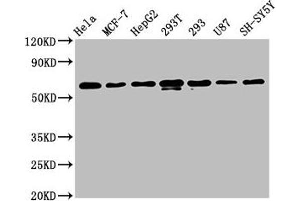 Recombinant HNRNPK anticorps