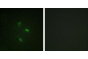 Peptide - +Immunofluorescence analysis of NIH/3T3 cells, using Cyclin(Ab-392) antibody. (Cyclin E2 anticorps)