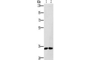 Western Blotting (WB) image for anti-Fas Apoptotic Inhibitory Molecule 2 (FAIM2) antibody (ABIN2430056) (FAIM2 anticorps)