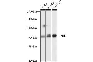 Western blot analysis of extracts of various cell lines, using NLN antibody  at 1:3000 dilution. (NLN anticorps  (AA 38-260))