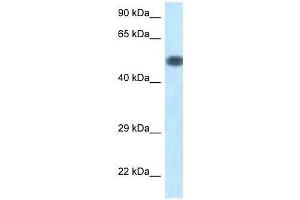 Western Blot showing Pik3r1 antibody used at a concentration of 1. (PIK3R1 anticorps  (C-Term))