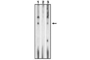 Image no. 1 for anti-Sphingosine-1-Phosphate Receptor 1 (S1PR1) (C-Term) antibody (ABIN264982) (S1PR1 anticorps  (C-Term))