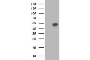 Western Blotting (WB) image for anti-Beclin 1, Autophagy Related (BECN1) antibody (ABIN1496870) (Beclin 1 anticorps)
