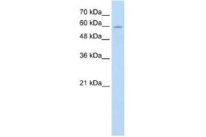 ANAPC7 antibody used at 0. (ANAPC7 anticorps  (C-Term))